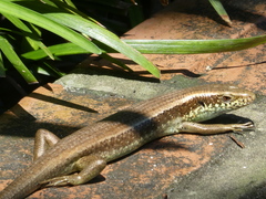 Eutropis longicaudata