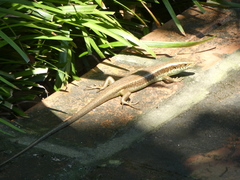 Eutropis longicaudata