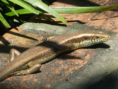 Eutropis longicaudata