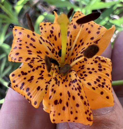 Kelley's lily