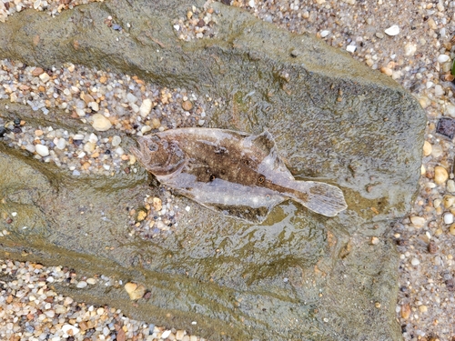 Summer flounder (Paralichthys dentatus) — Paralichthyidae — 4