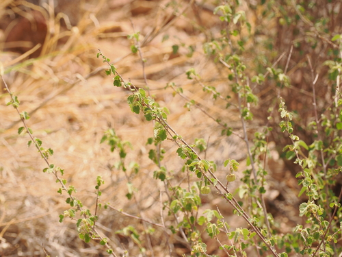 Dense Ayenia