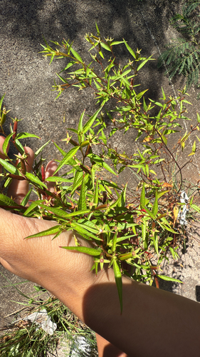 Ludwigia erecta observed 2025-06-15