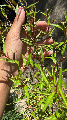 Ludwigia erecta observed 2025-06-15