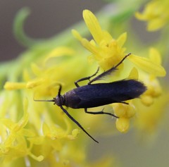 Scythris fuscicomella