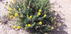 Isocoma hartwegii