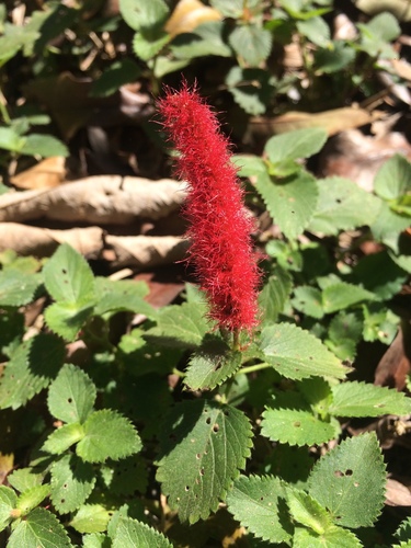 Acalypha herzogiana