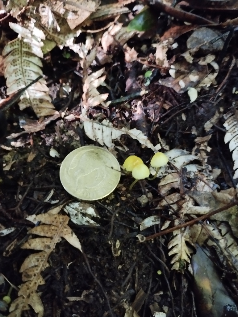 Mycena primulina