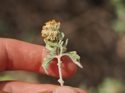 Buddleja marrubiifolia