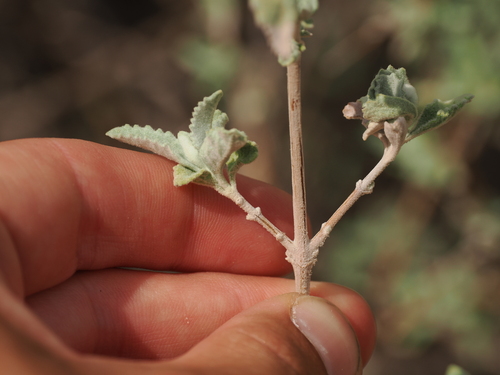 Buddleja marrubiifolia