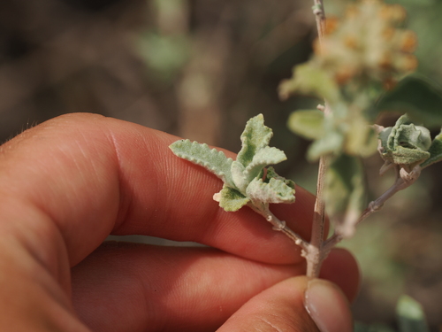 Buddleja marrubiifolia