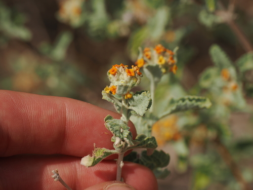 Buddleja marrubiifolia