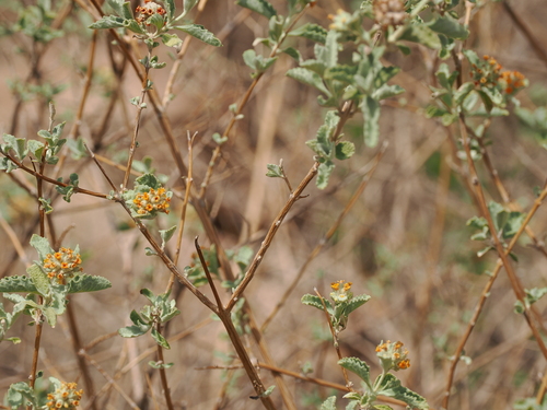 Buddleja marrubiifolia