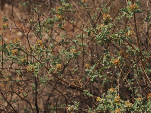 Buddleja marrubiifolia