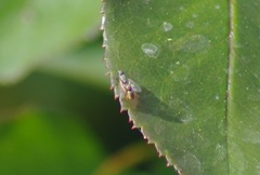 Diptera