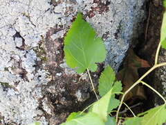 Morus