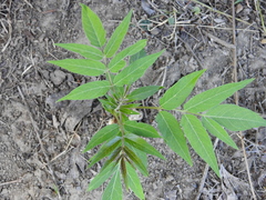 Ailanthus altissima