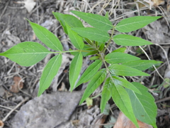 Ailanthus altissima