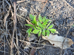 Ailanthus altissima