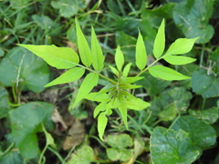 Ailanthus altissima