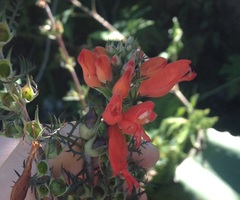 Lamourouxia multifida