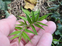 Ailanthus altissima