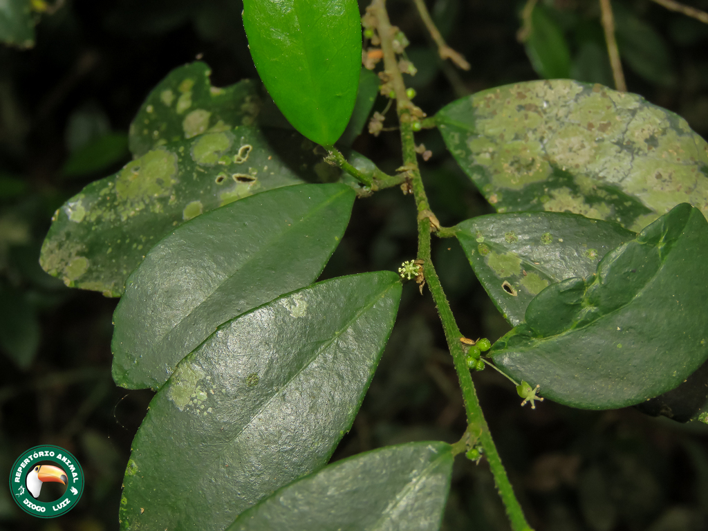 Bernardia axillaris