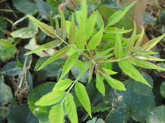 Ailanthus altissima