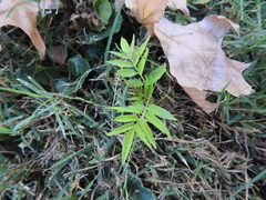 Ailanthus altissima