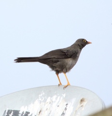 Turdus fuscater