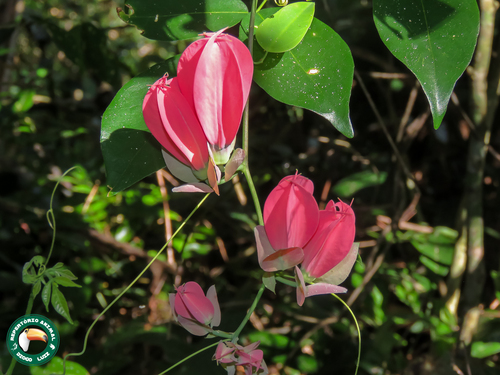 red passionflower (Passiflora princeps)