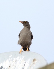 Turdus fuscater