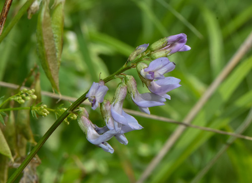 Astragalus robbinsii var. jesupii