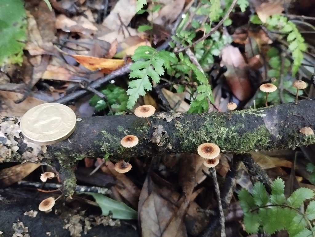 Crinipellis filiformis · June 2025 · photo: © geoffr (iNaturalist, cc0)