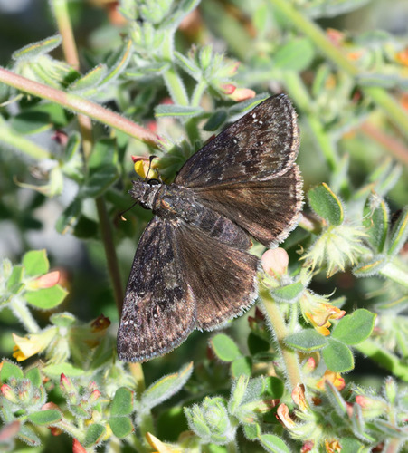 Afranius Duskywing photo 6