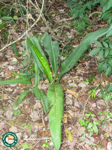 Anthurium harrisii, photograph 3