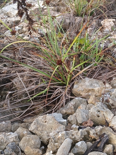 Flatleaf Flatsedge (Cyperus planifolius)