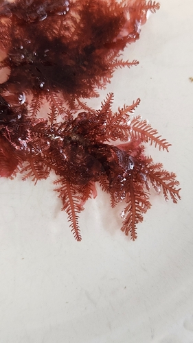 Northern sea fern (Ptilota serrata)