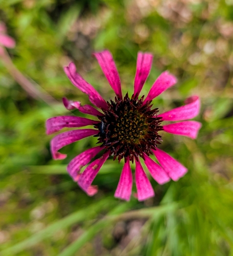wavyleaf purple coneflower (Echinacea simulata)