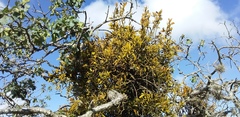 Phoradendron lanceolatum
