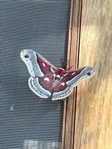 Glover's Silkmoth photo 4