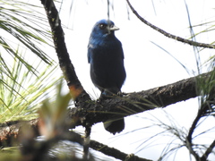 Aphelocoma unicolor unicolor