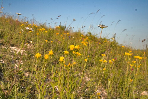 Linum flavum (Linum flavum)