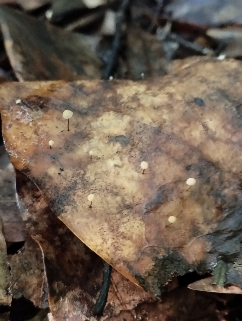 Gloiocephala xanthocephala