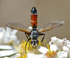 Cylindromyia intermedia