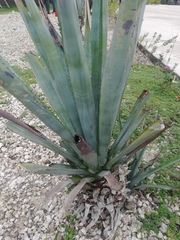 Agave fourcroydes