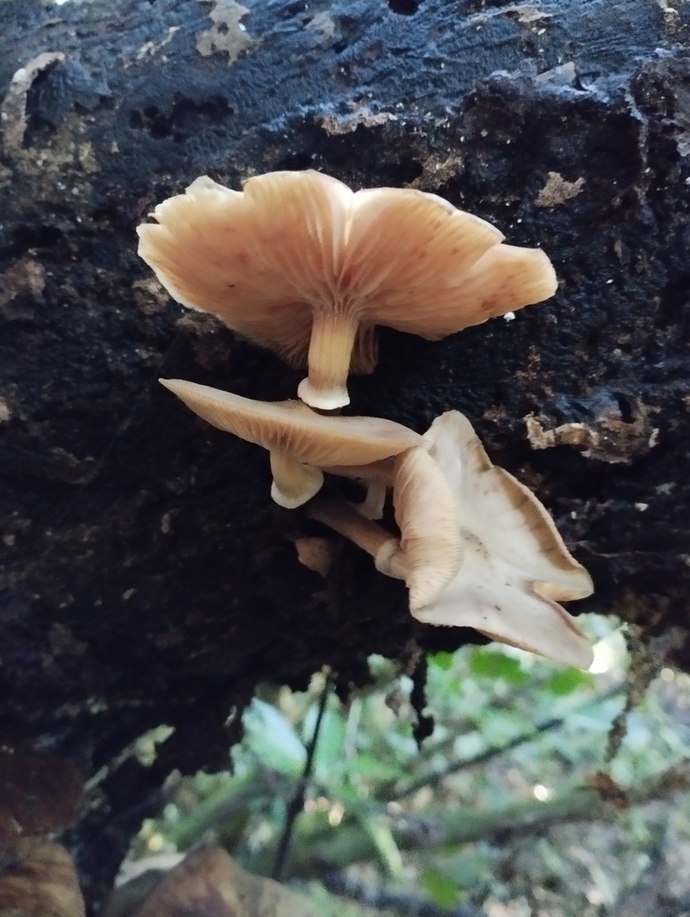 Armillaria novae-zelandiae · June 2025 · photo: © geoffr (iNaturalist, cc0)