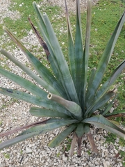 Agave fourcroydes