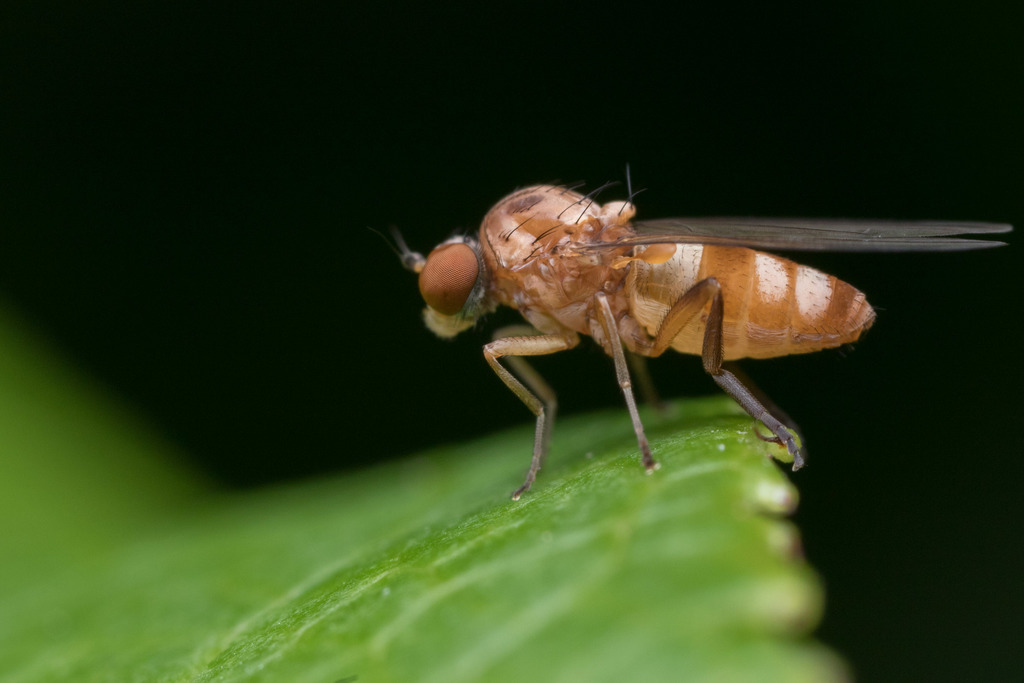 Callomyia calla
