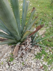 Agave fourcroydes